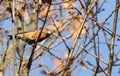 A stunning rare male Parrot Crossbill Loxia pytyopstittacus perched on the branch of an Oak Tree in winter.