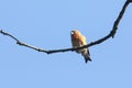 A stunning rare male Parrot Crossbill Loxia pytyopstittacus perched on the branch of a tree.