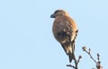 A stunning rare male Parrot Crossbill Loxia pytyopstittacus perched on the tip of a branch in a tree.