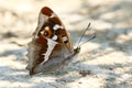 A rare Male Purple Emperor, Apatura iris, feeding on minerals on the ground in woodland. Royalty Free Stock Photo