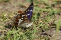 A rare male Purple Emperor Butterfly, Apatura iris, feeding on minerals on the ground in woodland. Royalty Free Stock Photo
