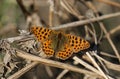 A rare male Queen of Spain Fritillary Butterfly, Issoria lathonia, resting on a plant with spread wings enjoying the autumn sunshi