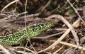 A rare male Sand Lizard, Lacerta Agilis, hunting in the undergrowth for food. Royalty Free Stock Photo