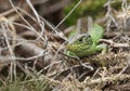 A rare male Sand Lizard, Lacerta agilis, resting in the undergrowth in springtime. Royalty Free Stock Photo