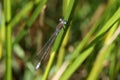 A rare male Scarce Emerald Damselfly, Lestes dryas, perching on a reed at the edge of a stream in the UK.