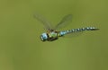 A rare male Southern Migrant Hawker Dragonfly, Aeshna affinis, in flight. Royalty Free Stock Photo