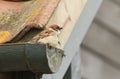 A rare Tree Sparrow Passer montanus perching on the gutter of a tiled roof of a building in the UK. It has its nest under the t