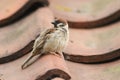 A rare Tree Sparrow Passer montanus perching on the tiled roof of a building in the UK. It has its nest under the tiles.