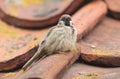 A rare Tree Sparrow Passer montanus perching on the tiled roof of a building in the UK. It has its nest under the tiles.