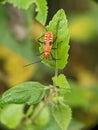 The rare mammalian ninja beetle is hiding