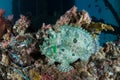 Rare Marble-Mouthed Frogfish in Raja Ampat Royalty Free Stock Photo