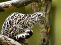 rare Margay, Leopardus wiedii, sits on a branch and looks down