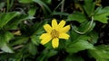 wild flower shape like a sunflower Royalty Free Stock Photo