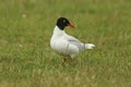 A rare Mediterranean Gull, Larus melanocephalus, standing in a field in the UK at high tide. Royalty Free Stock Photo