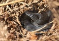 A rare Melanistic black Adder, Vipera berus, just out of hibernation basking in the morning sunshine.