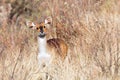 Rare Menelik bushbuck, Ethiopia, Africa wilderness