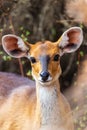 Rare Menelik bushbuck, Ethiopia, Africa wilderness