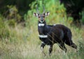 Rare Menelik`s Bushbuck standing in the forest in Ethiopia