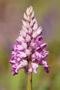 Military Orchid Royalty Free Stock Photo