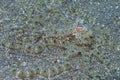 Rare Mimic Octopus off Padre Burgos, Leyte, Philippines Royalty Free Stock Photo