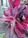 rare moments of flowering red andong ornamental plants