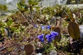 Rare mountain plants and flowers grow near the mountain stream o Royalty Free Stock Photo