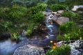 Rare mountain plants and flowers grow near the mountain stream o Royalty Free Stock Photo