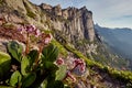 Rare mountain plants and flowers grow near the mountain stream o Royalty Free Stock Photo