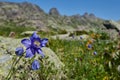 Rare mountain plants and flowers grow near the mountain stream o Royalty Free Stock Photo