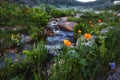 Rare mountain plants and flowers grow near the mountain stream o Royalty Free Stock Photo