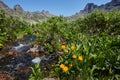 Rare mountain plants and flowers grow near the mountain stream o Royalty Free Stock Photo