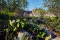 Rare mountain plants and flowers grow near the mountain stream o Royalty Free Stock Photo