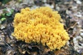 Rare Mushroom coral Royalty Free Stock Photo