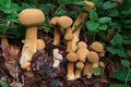 Rare mushroom Phaeolepiota aurea in the forest. Known as golden bootleg or golden cap.