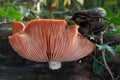 Rare mushroom Rhodotus palmatus on the wood. Known as Wrinkled Peach.