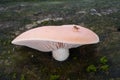 Rare mushroom Rhodotus palmatus on the wood. Known as Wrinkled Peach.