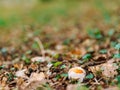 Rare mushroom in the woods in the grass. Amanita Caesarea, Kesar Royalty Free Stock Photo