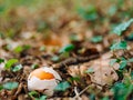 Rare mushroom in the woods in the grass. Amanita Caesarea, Kesar Royalty Free Stock Photo