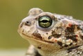 Rare natter jack toad Epidalea calamita Royalty Free Stock Photo