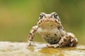 Rare natter jack toad Epidalea calamita Royalty Free Stock Photo