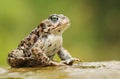 Rare natter jack toad Epidalea calamita Royalty Free Stock Photo