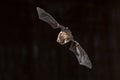 Flying Natterers bat looking down Royalty Free Stock Photo