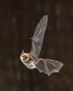 Rare Natterers bat in flight Royalty Free Stock Photo