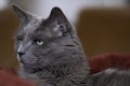 Rare Nebelung cat stares right with its green eyes Royalty Free Stock Photo