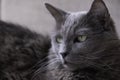 Rare Nebelung cat stares right with its green eyes Royalty Free Stock Photo