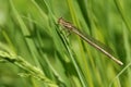 A newly emerged female White-legged Damselfly, Platycnemis pennipes, perching on grass in springtime.