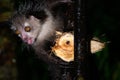 The rare, nocturnal aye-aye lemur with a coconut Royalty Free Stock Photo