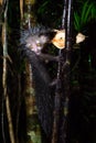 The rare, nocturnal aye-aye lemur with a coconut Royalty Free Stock Photo