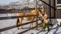 The rare Norwegian Fjord Horse