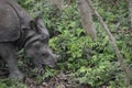 Rare one horned rhino (rhinoceros) grazing at Chitwan National Park, Sauraha, Chitwan, Nepal. Royalty Free Stock Photo